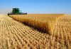 Рекорд за добив на пшеница в световен мащаб