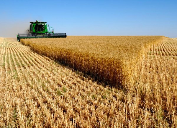 Рекорд за добив на пшеница в световен мащаб