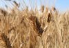 По-ниско производство на ечемик и пшеницата през 2017/18г.