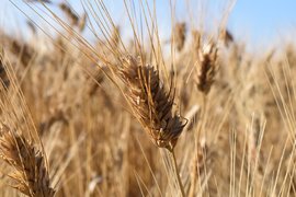 По-ниско производство на ечемик и пшеницата през 2017/18г.