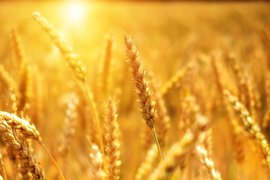 Над 4.6 млн. тона е произведената пшеница за 2020 г. у нас