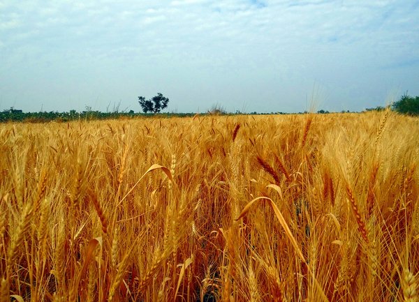 През 2016г. се очаква нисък добив на пшеница и царевица