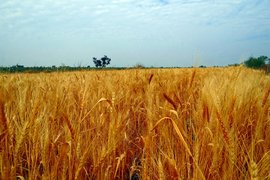 През 2016г. се очаква нисък добив на пшеница и царевица